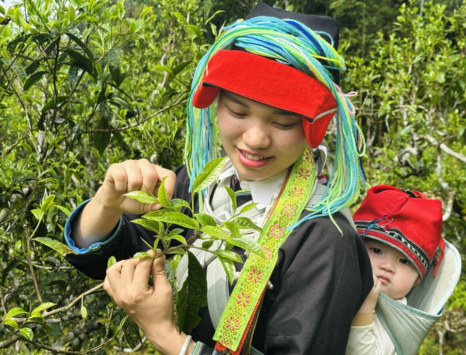 With her baby on her back, a Dao woman carefully picks tea leaves on the mountaintop. (Photo: Duc Tho/VNA)