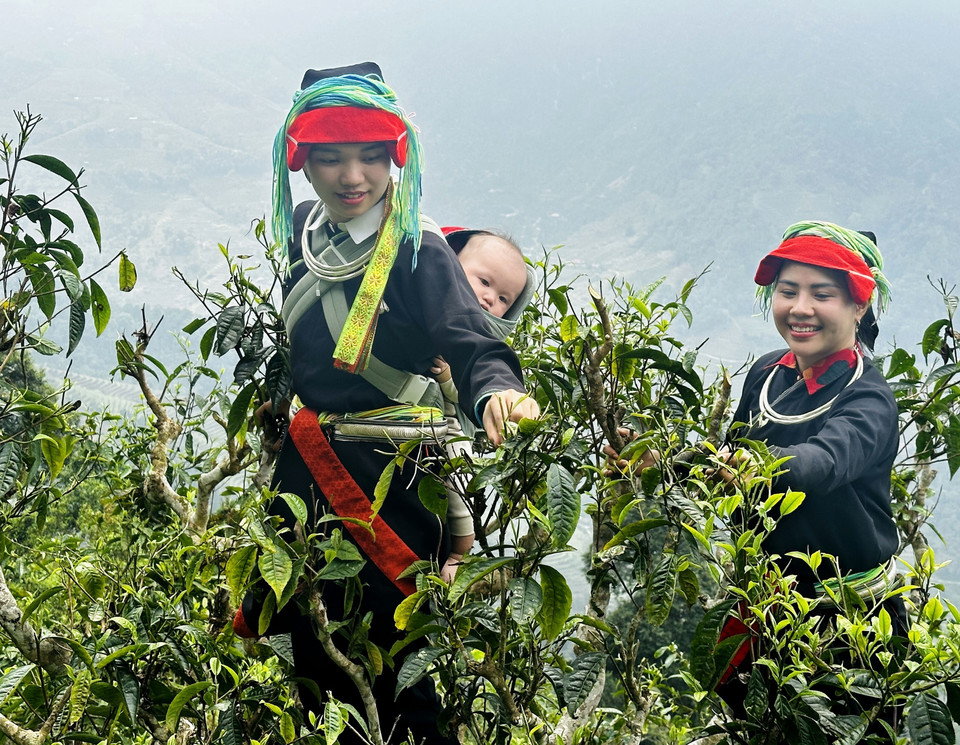 Dao women carefully pick tea leaves on the mountaintop. (Photo: Duc Tho/VNA)