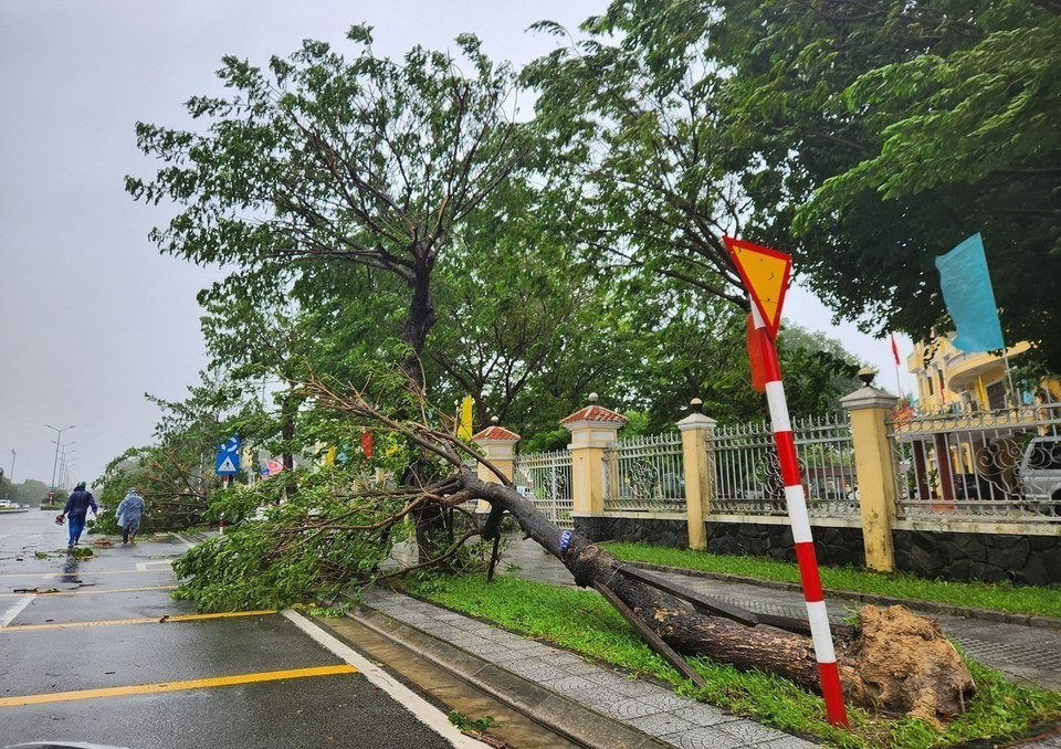 Trees are blown down by strong winds. (Photo: Mai Trang – VNA)