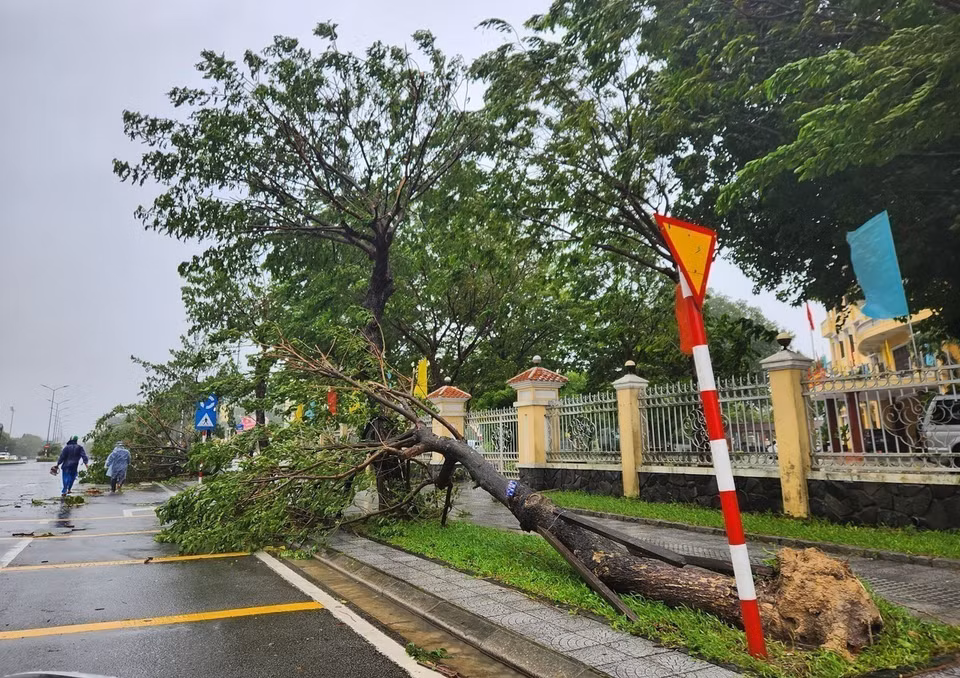 Trees are blown down by strong winds. (Photo: Mai Trang – VNA)