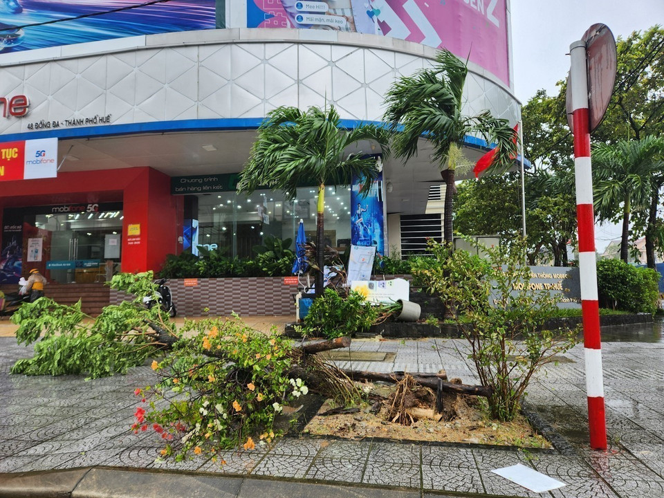 Trees are blown down by strong winds. (Photo: Mai Trang – VNA)