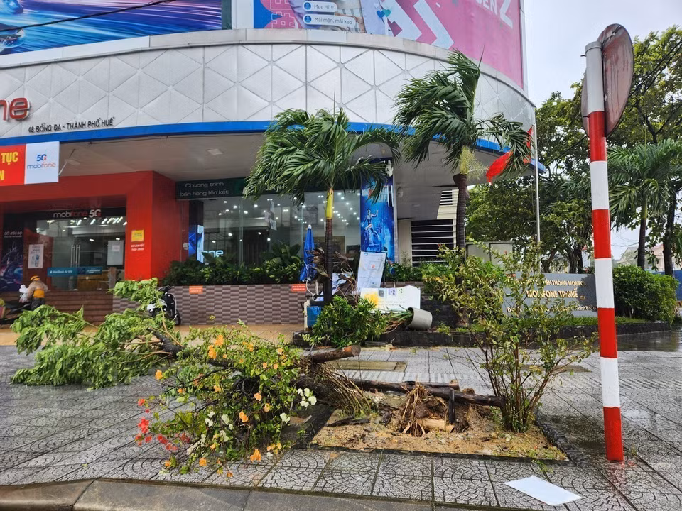 Trees are blown down by strong winds. (Photo: Mai Trang – VNA)