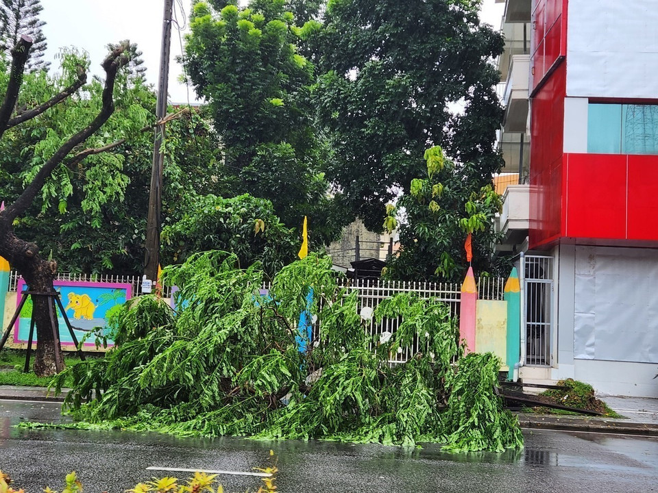 Trees are blown down by strong winds. (Photo: Mai Trang – VNA)