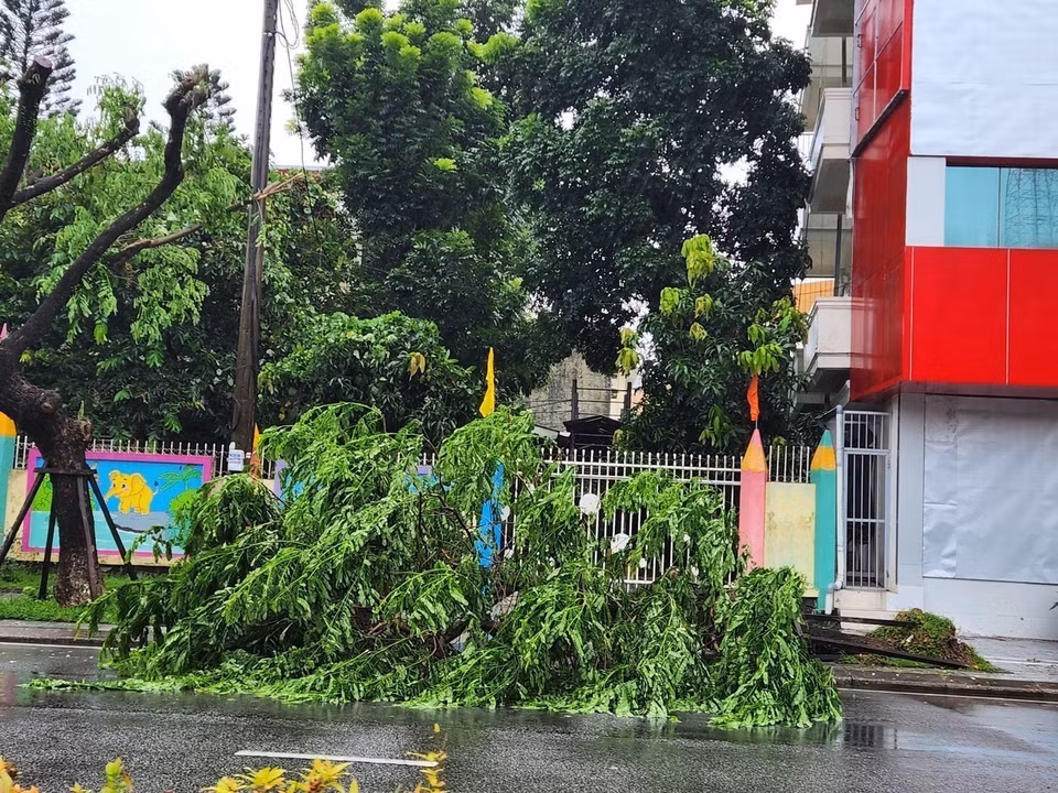Trees are blown down by strong winds. (Photo: Mai Trang – VNA)