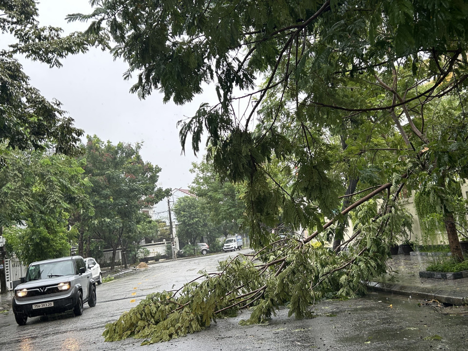 Trees are blown down by strong winds. (Photo: Mai Trang – VNA)