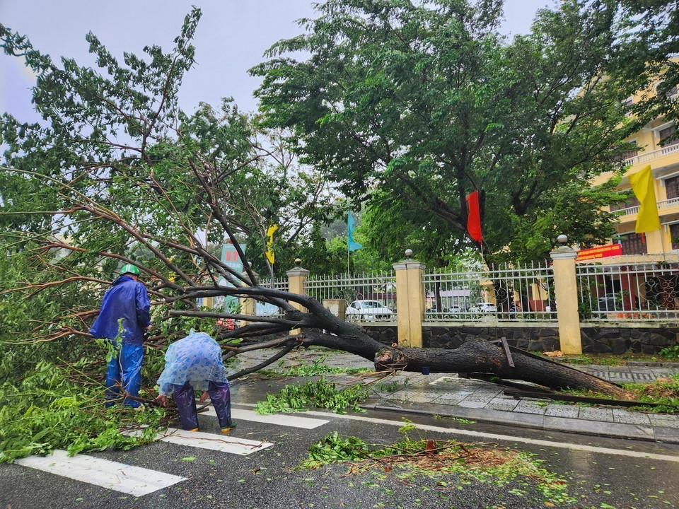 Trees are blown down by strong winds. (Photo: Mai Trang – VNA)
