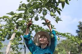 A farmer in Lai Chau province takes care of a passion fruit tree. (Photo: VNA)