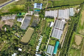 Vietnam’s farm tourism blooms, blending rustic charm with flowery dreams
