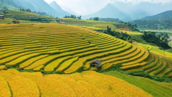 https://mediaen.vietnamplus.vn/images/106daad17e9042cdc239499e4ff0e8f946542c43233e749ac5f6e2942251af90a4422e53af8fa3139ede244d45216733a762b22dc6a0f246f6f33ffb6198a49c813fcd1e0a18042b5500bcf98ed87fa6/ruong-bac-thang-dep-nhat-viet-nam-2.jpg.webp