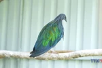 Con Dao National Park receives five rare Nicobar pigeons