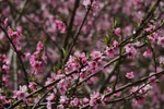 Peach blossoms brighten Vietnam's traditional Tet