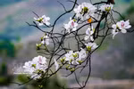 Bauhinia blossoms paint Dien Bien province in spring hues