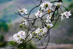 Bauhinia blossoms paint Dien Bien province in spring hues