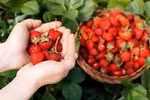 Moc Chau’s strawberry farms: A sweet blend of agriculture and tourism