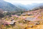 Mu Cang Chai’s hills glow with peach blossoms