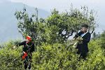 Spring tea season blooms on ancient trees in Ha Giang