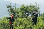Spring tea season blooms on ancient trees in Ha Giang