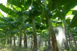 Gia Lai unlocks banana export potential 