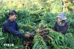 Coffee exports aim for a record 8–10 billion US dollars