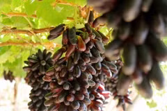 Vineyard tourism blossoms in southern Khanh Hoa’s sun-drenched fields