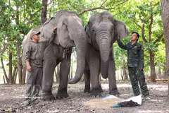 Devoted elephant keepers in Dak Lak’s deep forests earn admiration