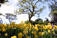 [V+] Tourists enamoured with tulip garden at Ba Na Hills