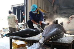 Khanh Hoa fishermen welcome early-year bounty of oceanic tuna