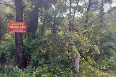 Vietnam classified as low risk under EU anti-deforestation regulation