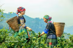 Suoi Giang’s Shan Tuyet tea rises from local heritage to national brand