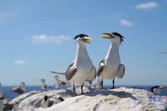 Con Dao – A paradise for exploration and eco-experience