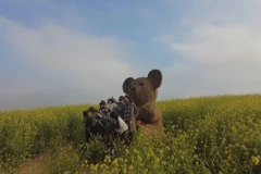 Moc Chau’s mustard flower fields captivate visitors