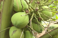 Coconut exports reach 14-year high