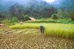 Unique rice preservation method of Thai ethnic people in Pu Huong mountains