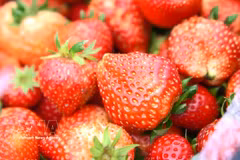 Farmers in Lai Chau border area benefit from strawberry farming