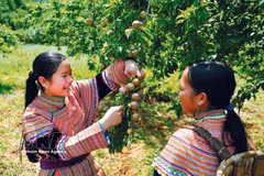 Tourists enjoy plum-picking season in Moc Chau