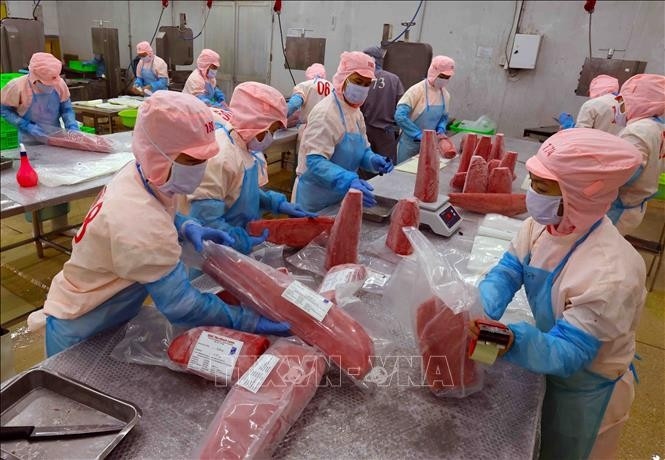 Completing export-grade tuna products at the Ba Hai JSC factory in Phu Yen province. (Photo: VNA) 