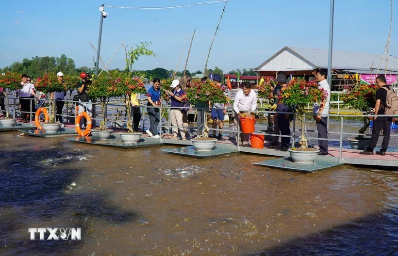 Visitors enjoy feeding fish while exploring the Tien river, located in An Thanh ward, Hong Ngu city, Dong Thap province. (Photo: VNA)