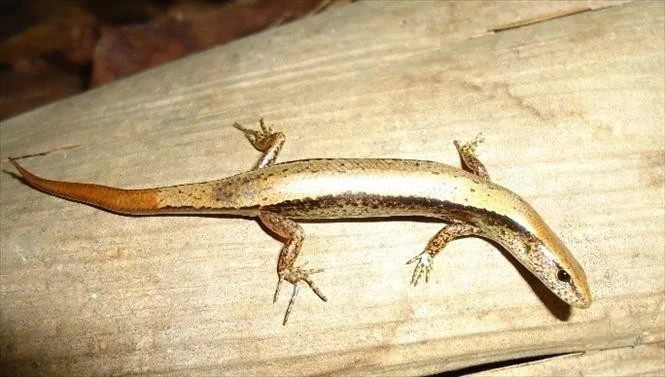 A Scincella truongi Pham lizard (Photo: VNA)