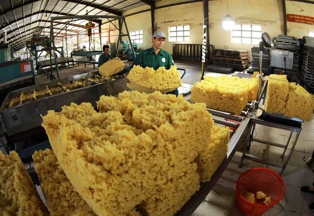 Processed rubber is one of seven staple export items in 2024 with an export value of 3.2 billion USD. (Photo: VNA)