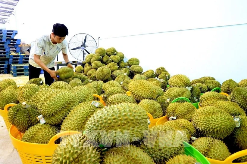 Durian for export gathered at a fruit warehouse in Tan Phu district, Dong Nai province. (Photo: VNA)