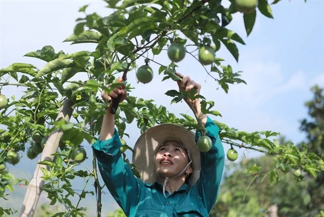 A farmer in Lai Chau province takes care of a passion fruit tree. (Photo: VNA)