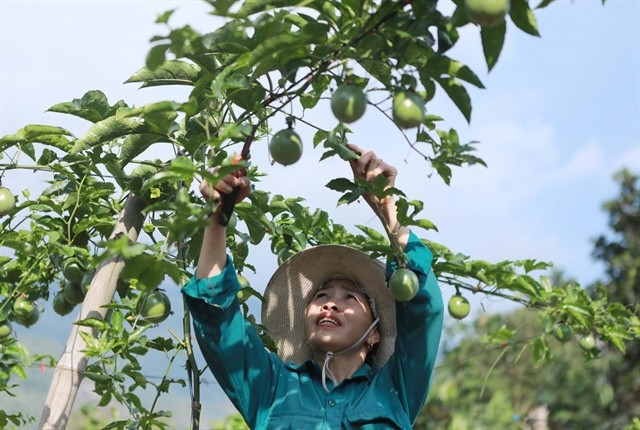 A farmer in Lai Chau province takes care of a passion fruit tree. (Photo: VNA)