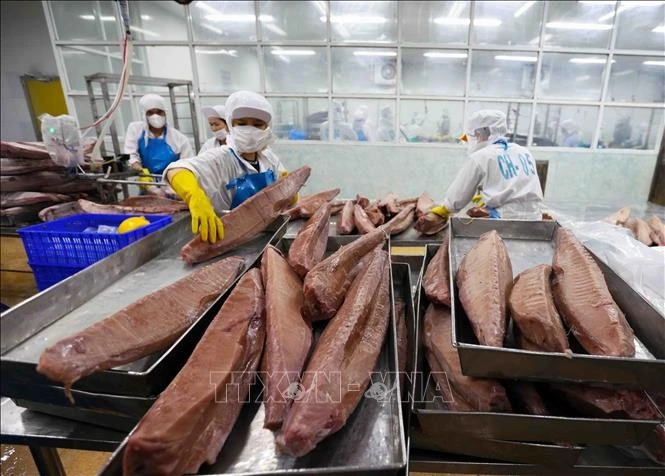 Sorting and processing tuna troducts for export (Photo: VNA) 