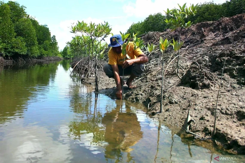 A villager plants mangrove seedlings in Langkat, North Sumatra, on November 17, 2023. (Photo: ANTARA/Yudi/Spt) 