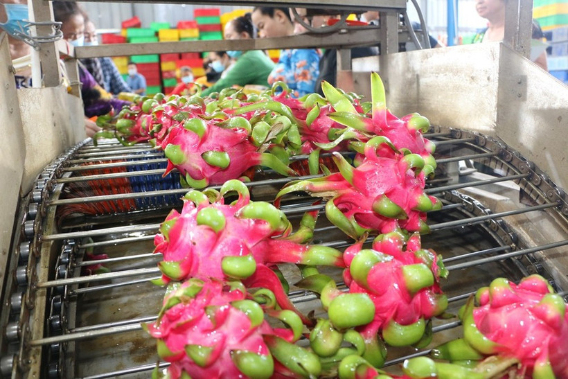 Processing dragon fruit for exports (Photo: VNA)