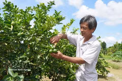 A farmer harvests lemons in Vietnam. (Illustrative photo: VNA)