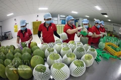 Packaging green-skin pomelos for export at the Vina T&T Group processing facility in Vinh Long province. (Photo: VNA)