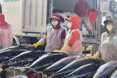 Traders purchase tuna at a fishing port. (Illustrative photo: VNA)