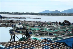 Aquaculture cages affected by Typhoon Kalmaegi (Photo: VNA)