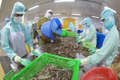 Processing frozen shrimp for export at the factory of Minh Phu Hau Giang Seafood Company. (Photo: VNA)
